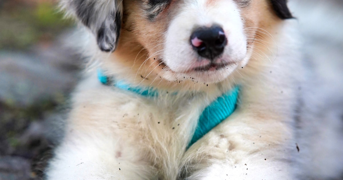 Antipulgas para Cães: Guia Completo de Tipos, Uso e Comparativo