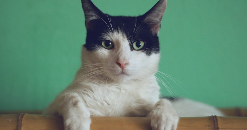 Gato curioso — areia higiênica para gatos