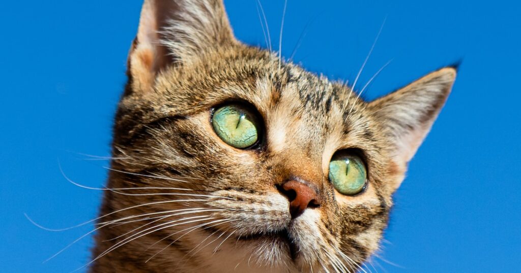 Gato arranhando — arranhadores para gatos