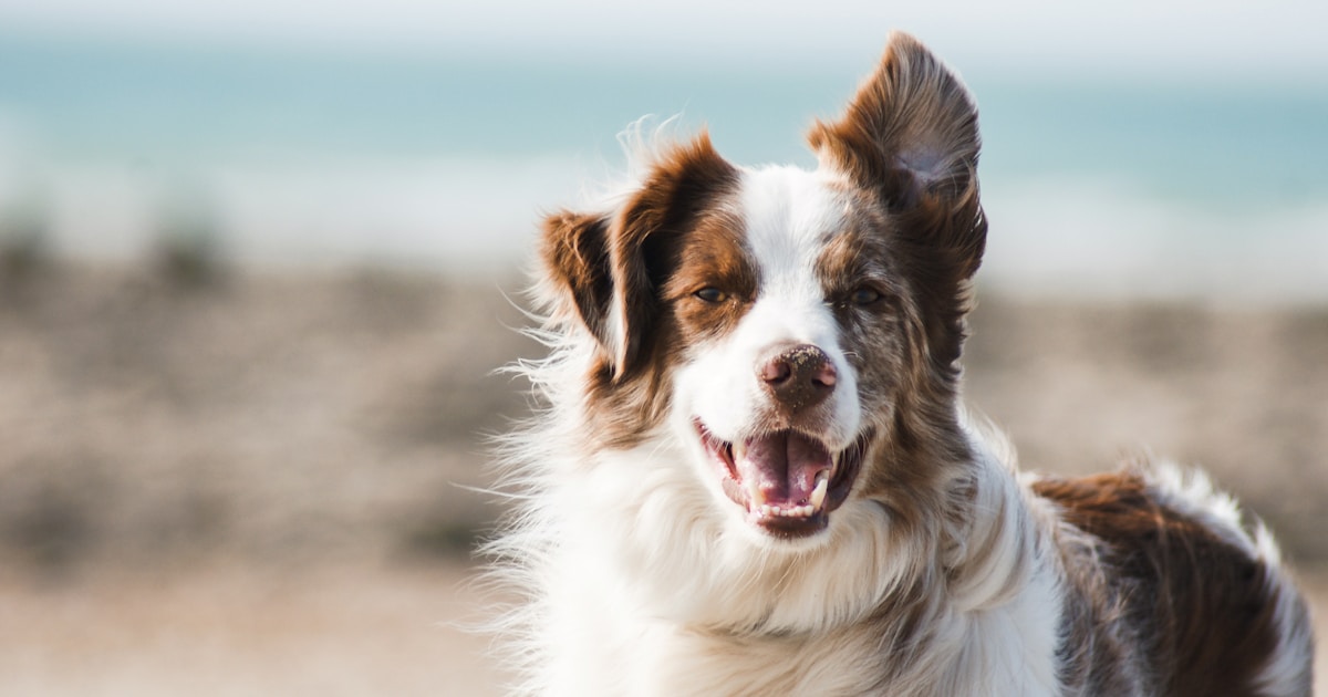 Banho em Cachorro: Frequência Ideal, Shampoo Certo e Passo a Passo Completo