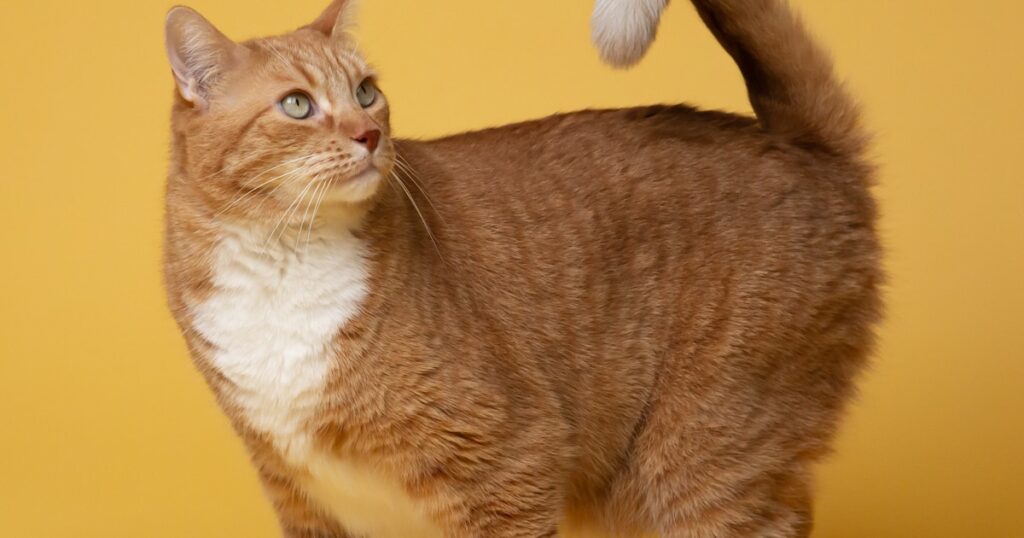 Gato bebendo água — fonte automática para gatos