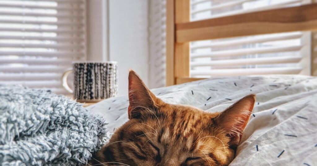 gato dentro de casa