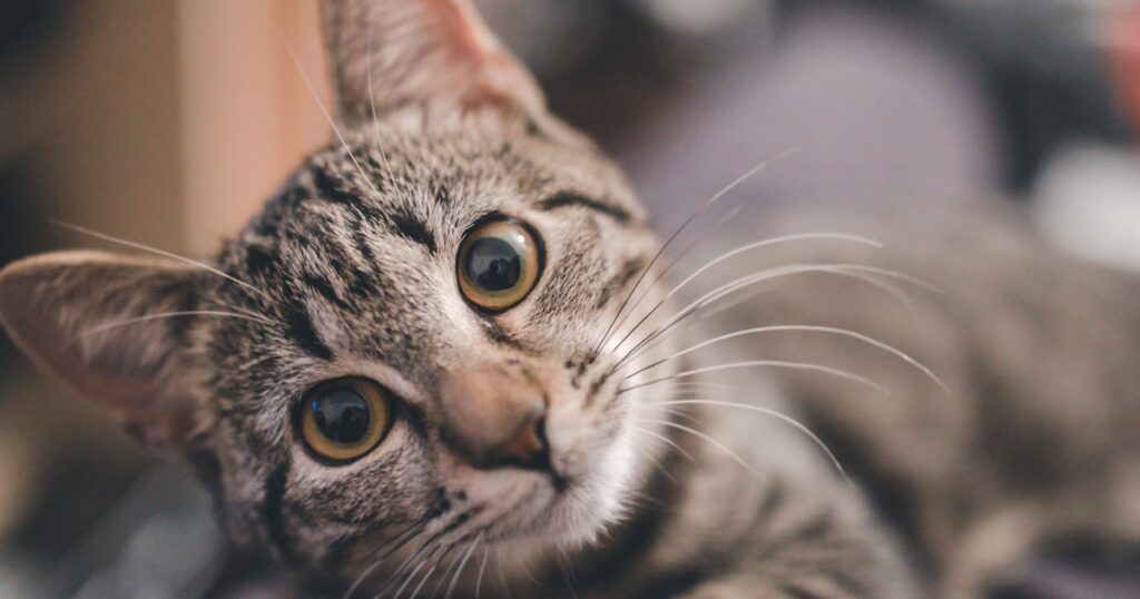 Gato olhando para tigela vazia — gato não come