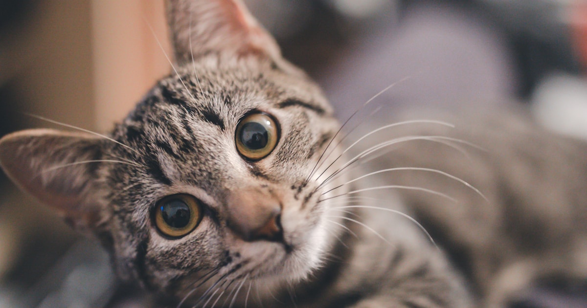 Por Que Seu Gato Não Come: 8 Causas Reais e Quando Ir ao Veterinário