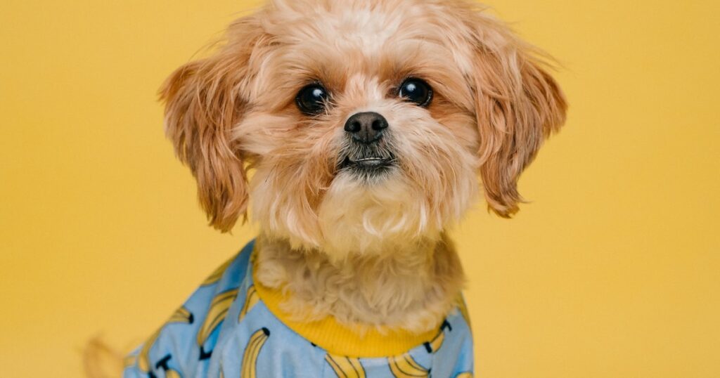 Cachorro no veterinário — parasitas em cães