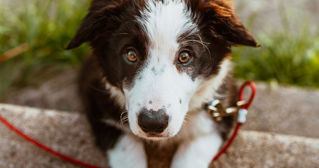 Adestramento básico para cães: os 5 comandos essenciais e como ensinar