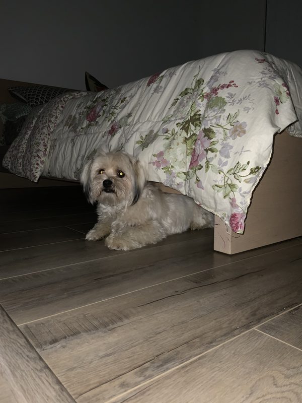 Cachorro assustado e ansioso