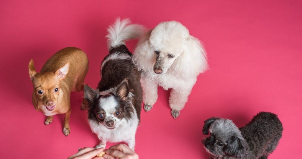 Como ensinar o cachorro a fazer xixi no lugar certo: método passo a passo