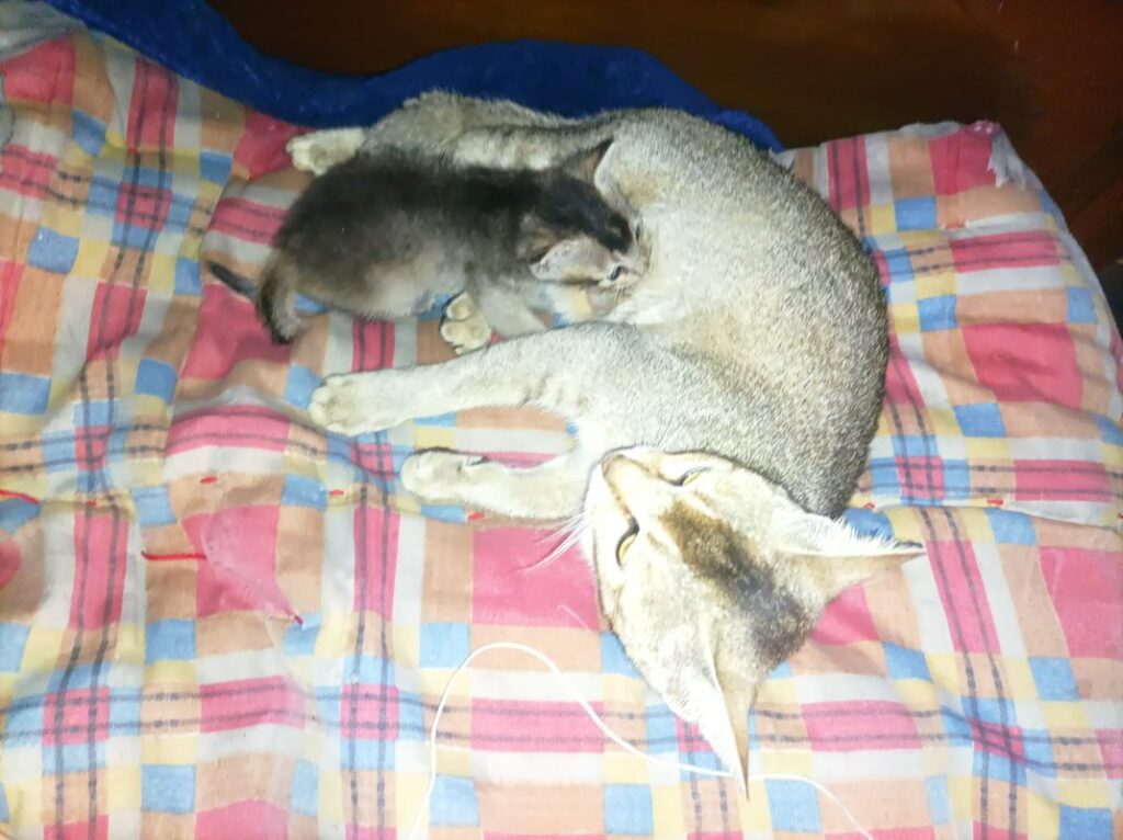 Filhote de gato com a mãe