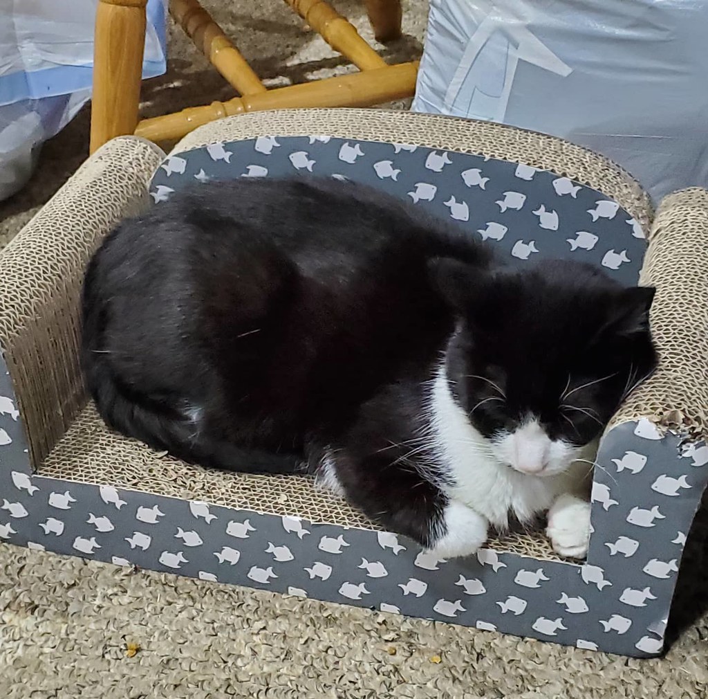 Gato em arranhador tipo sofá, alternativa para evitar arranhões nos móveis