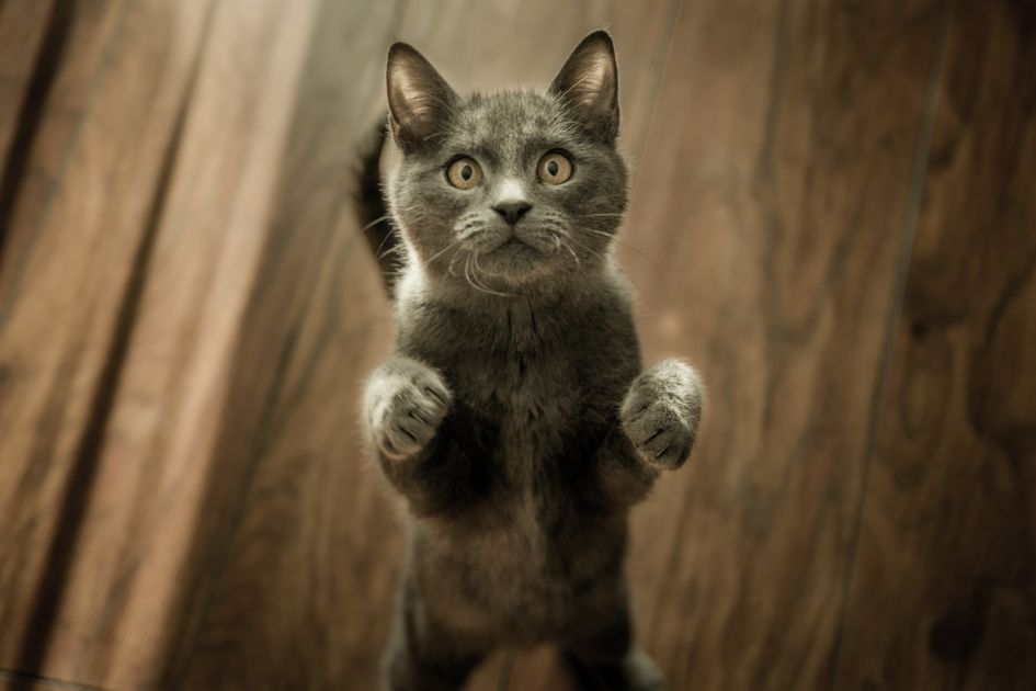 Gato com asma