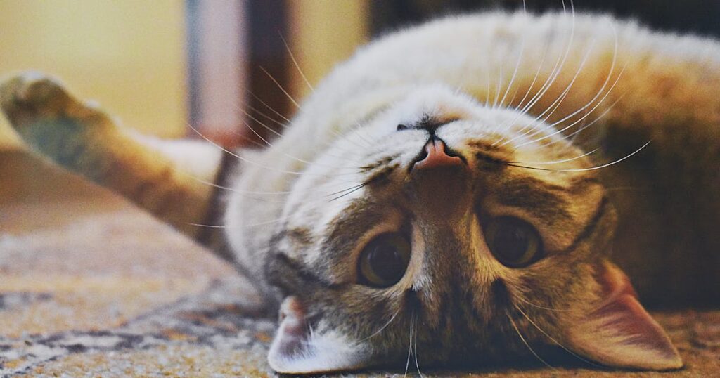Melhor areia para gato: sílica, granulada ou biodegradável?