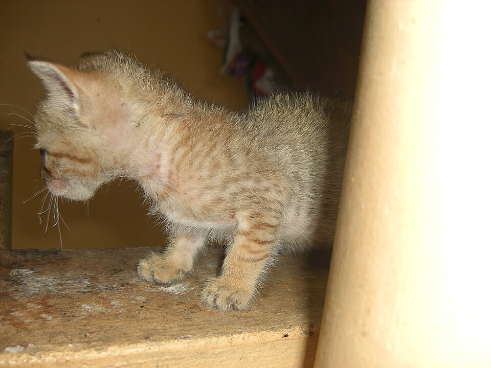 Gato doméstico — ração hipoalergênica é indicada para felinos com alergias alimentares