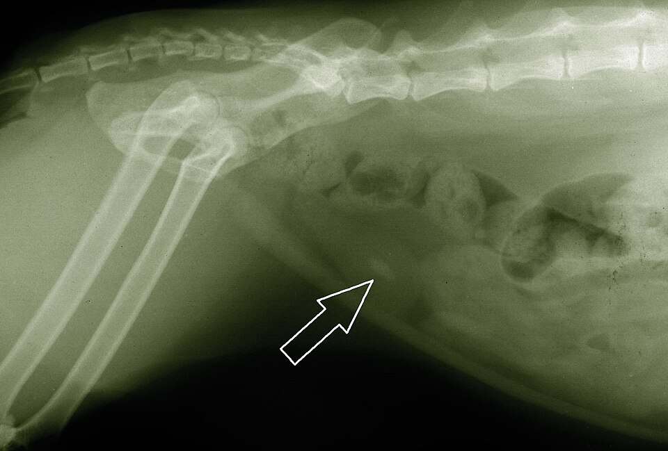 Gato doméstico — ração urinary é indicada para problemas do trato urinário felino