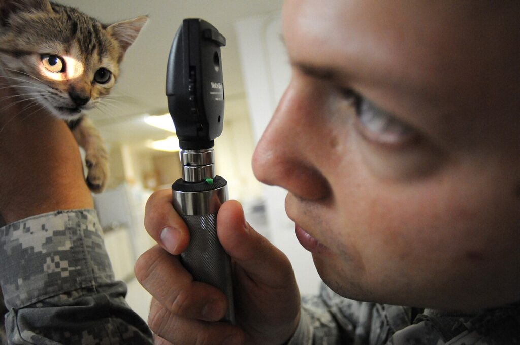 Veterinário examinando os olhos de um gatinho com oftalmoscópio