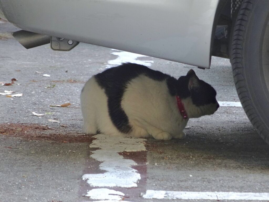 Gato escondido embaixo de um carro na rua, situação comum quando um gato some de casa