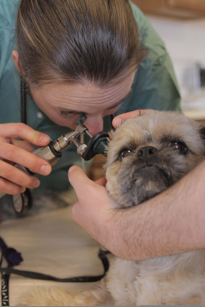 Veterinária examinando filhote de cachorro para diagnóstico de giardíase em cães e gatos