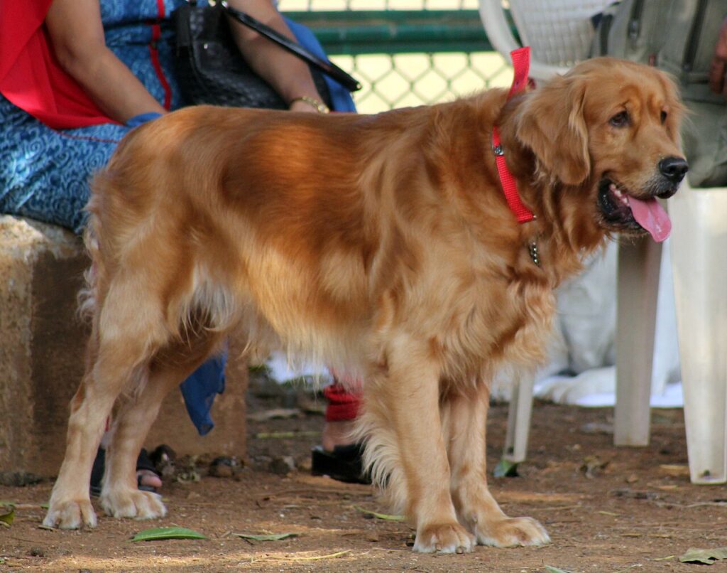 Cão Golden Retriever de pé mostrando os membros dianteiros