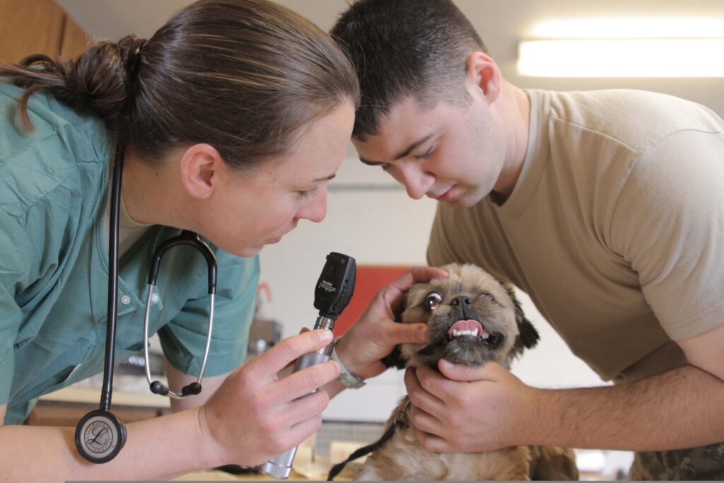 Veterinária examina filhote de cão durante consulta, cuidado importante na prevenção da parvovirose