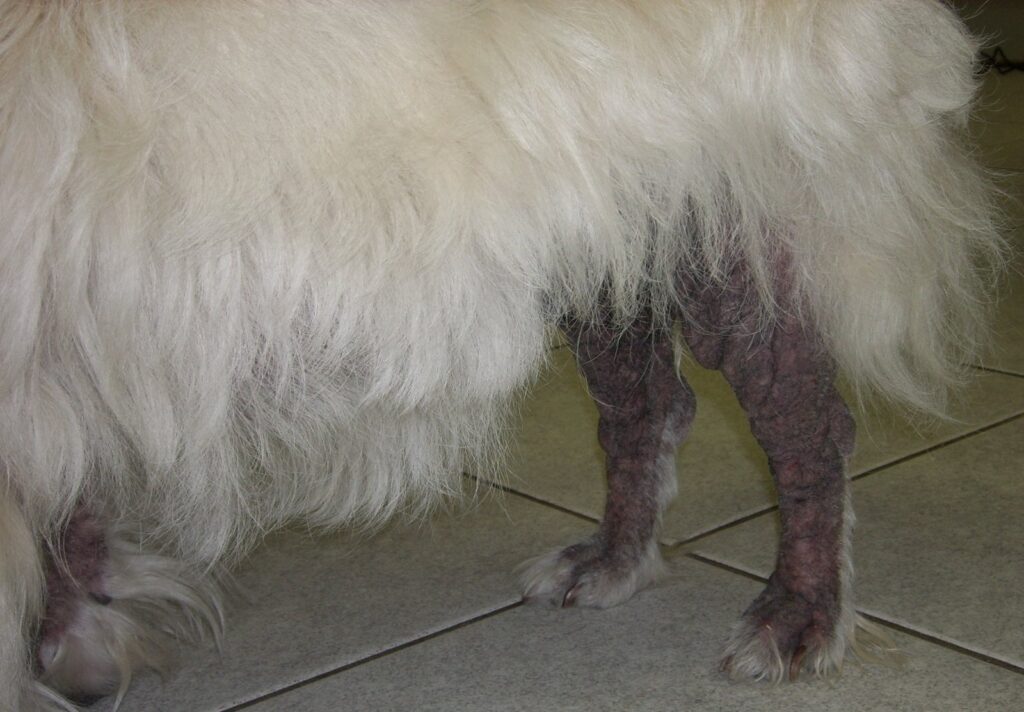 Cachorro com sarna sendo tratado por veterinário