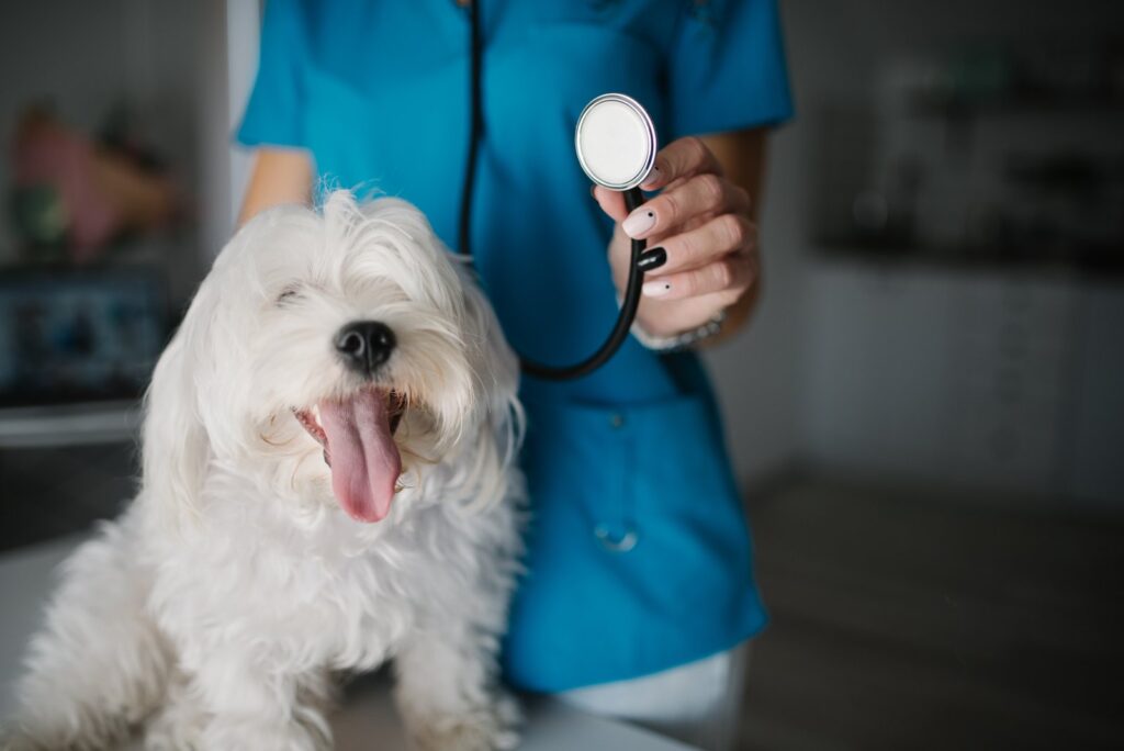 Veterinário examinando cadela para avaliação de tumor de mama