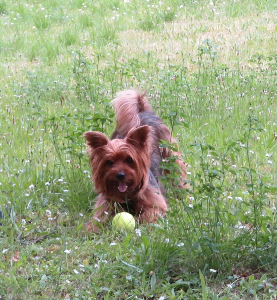 Cão pequeno Yorkshire Terrier correndo e brincando na grama