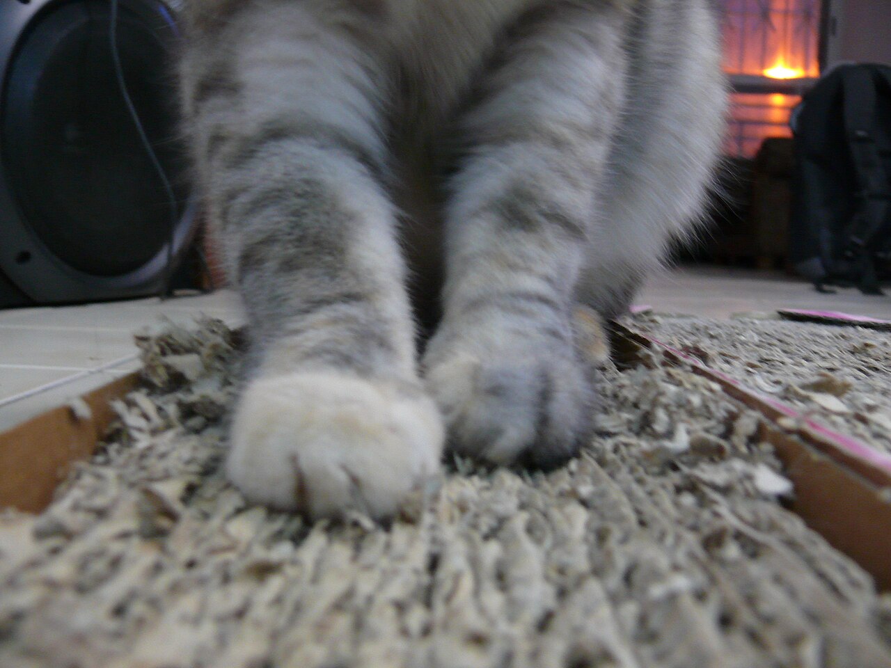 Gato usando arranhador de papelão corrugado