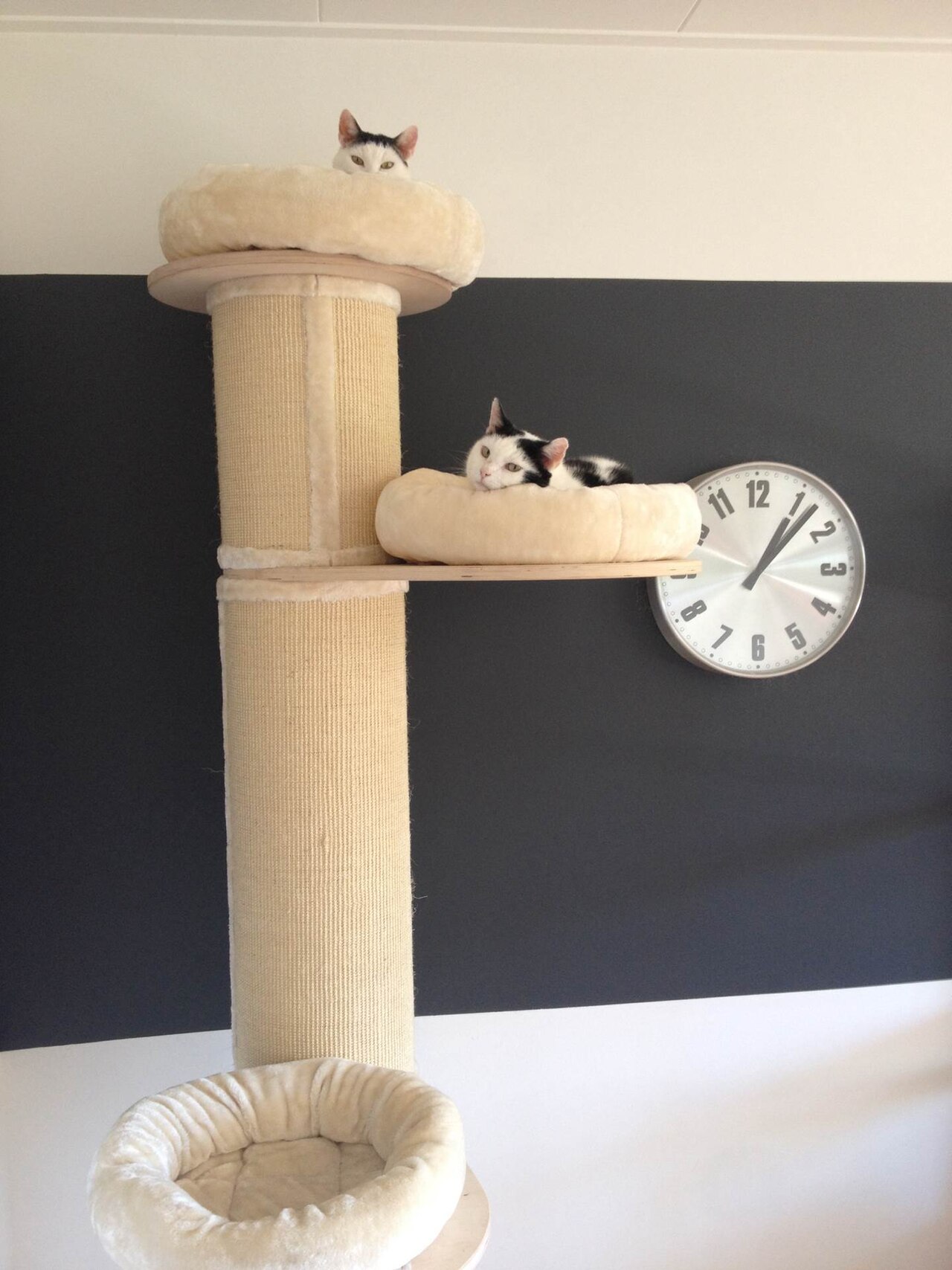 Árvore para gato com dois gatos usando a estrutura