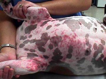 Cachorro com dermatite alergica de contato causada por planta