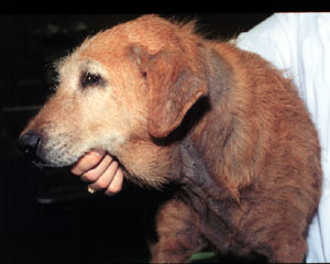 Cachorro com dermatite causada por fungo Malassezia