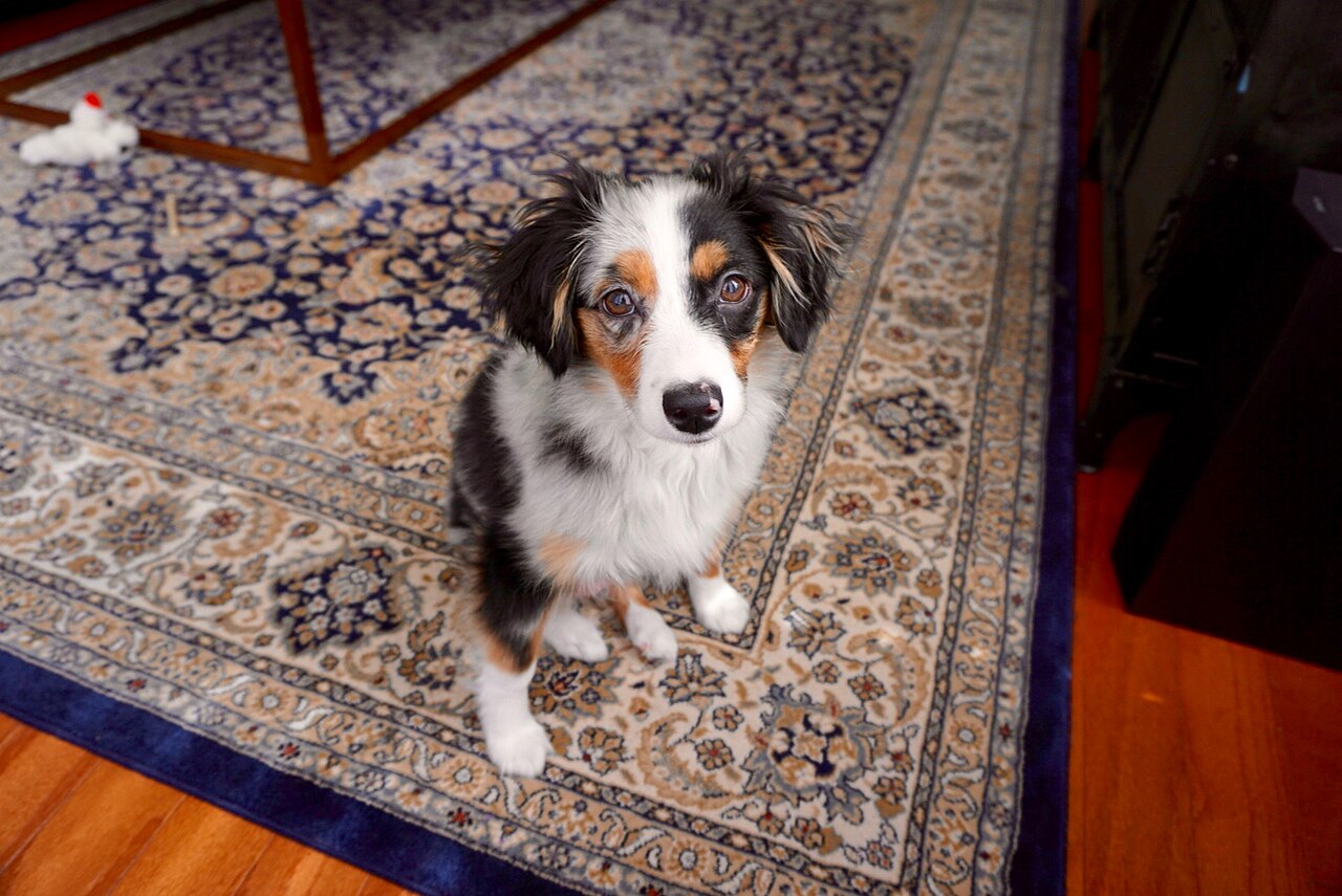 Filhote de cachorro pastor australiano em ambiente interno