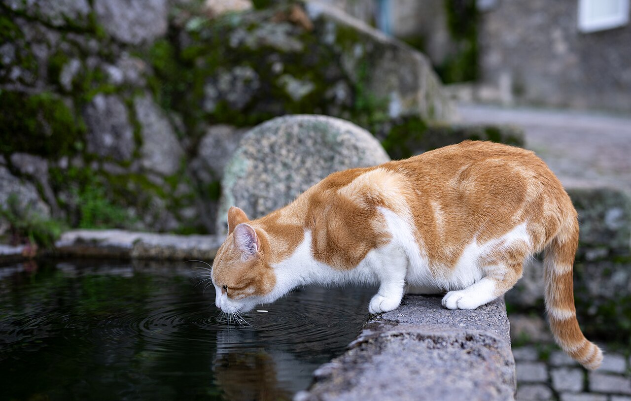 Gato bebendo agua em fonte, complemento a rotina alimentar