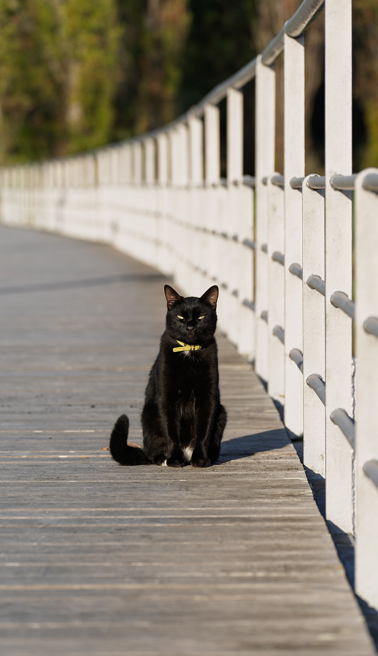Gato preto usando coleira amarela
