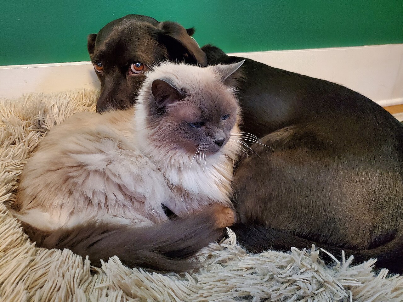 Cão e gato aconchegados juntos em casa, ilustrando lares com múltiplos pets