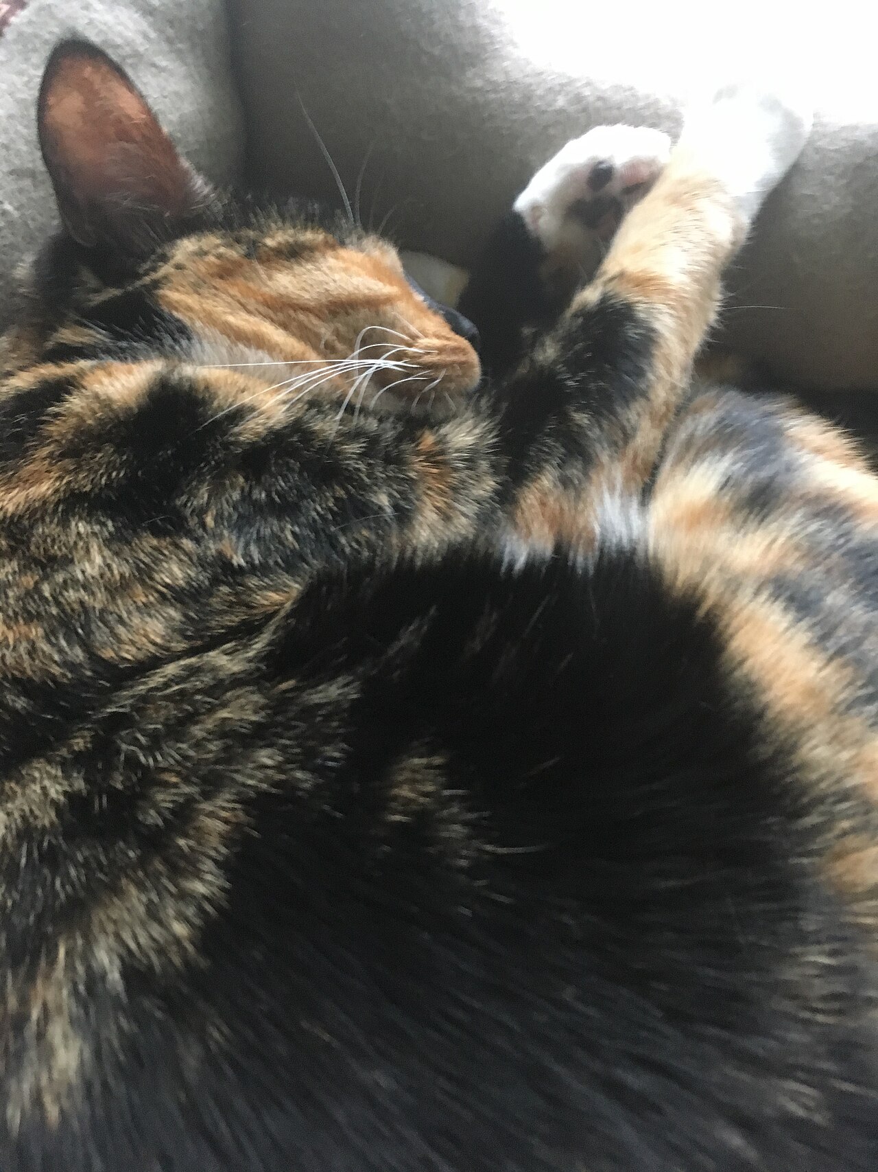 Gato dormindo tranquilamente em uma cama macia