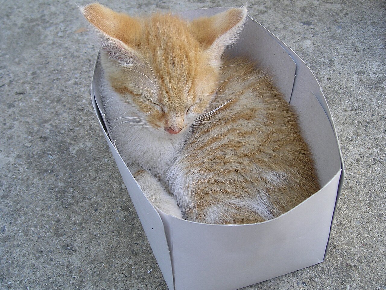Gatinho dormindo dentro de uma caixa de papelão, local que muitos gatos preferem à cama comprada