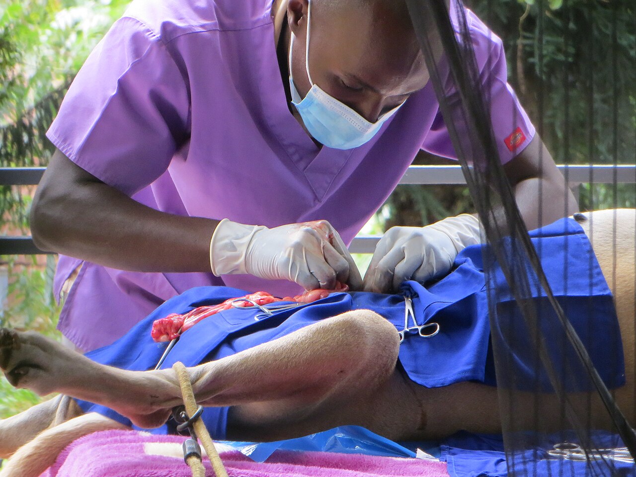 Veterinário realizando cirurgia de castração em cachorro