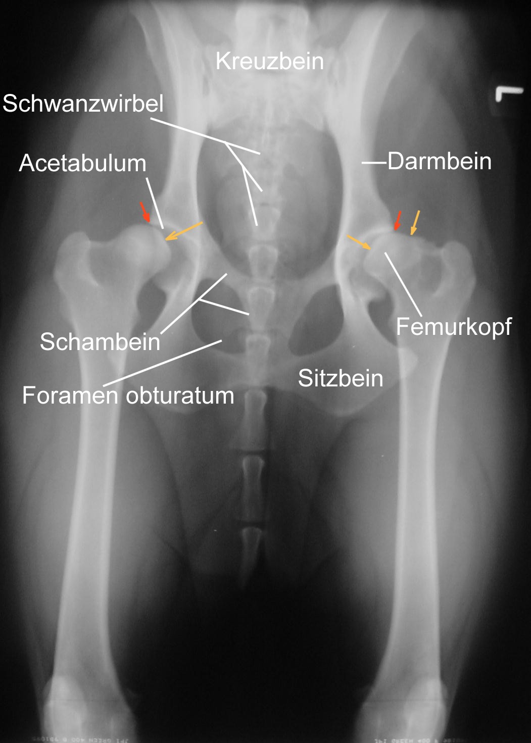 Diagrama de radiografia mostrando a articulação do quadril de um cão com pontos de referência anatômicos