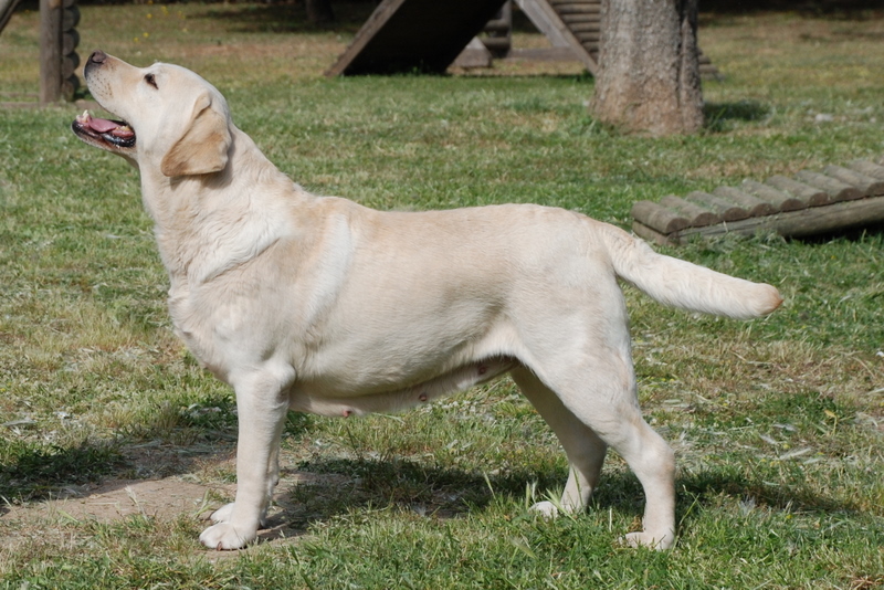 Labrador Retriever, uma das raças com maior predisposição à displasia de quadril