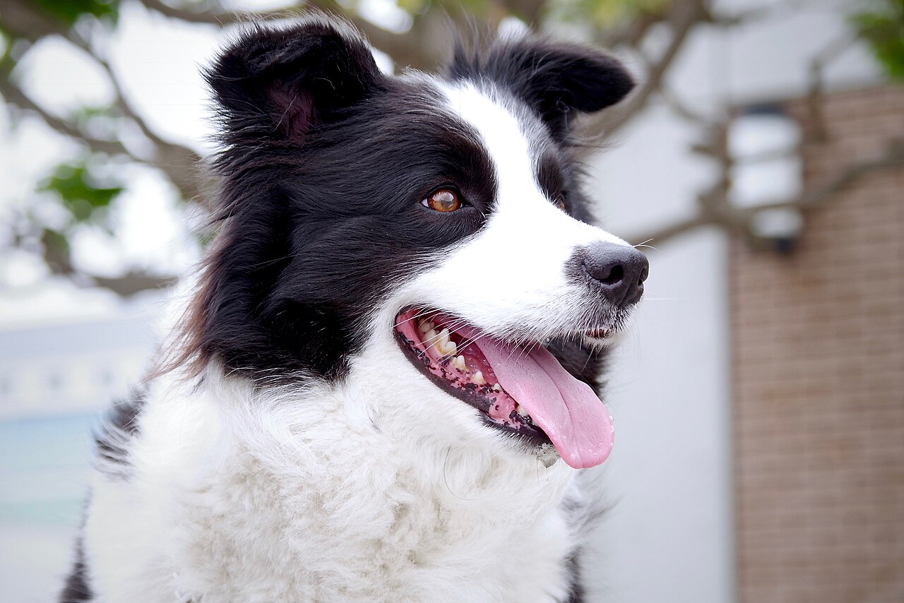 Cão border collie arfando de calor