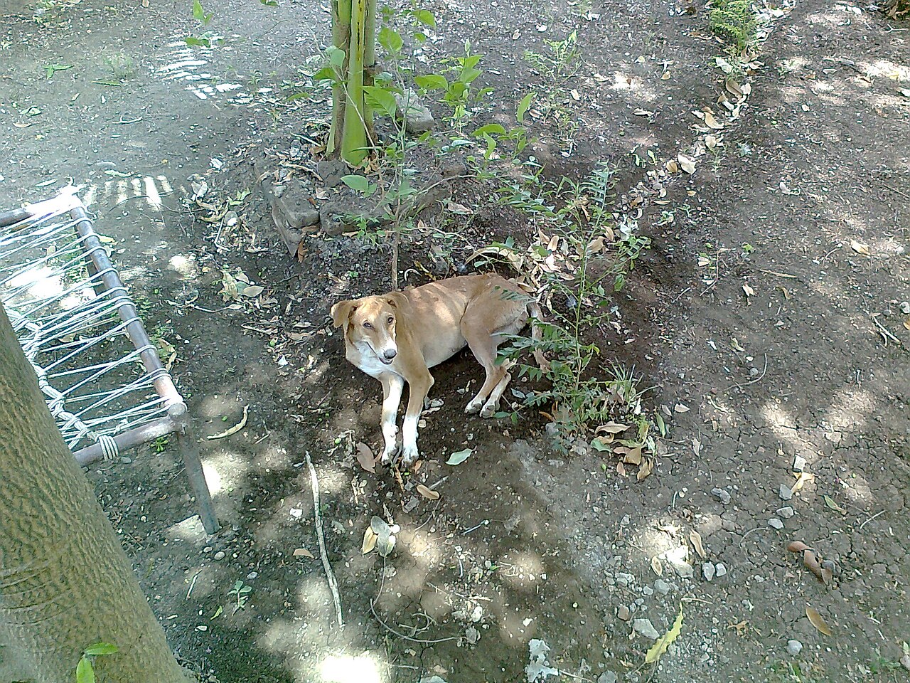 Cão se refrescando no chão molhado durante o calor
