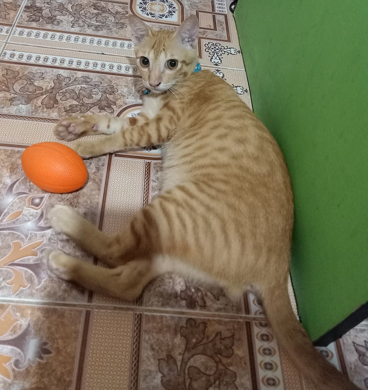 Gato filhote explorando o novo ambiente em casa