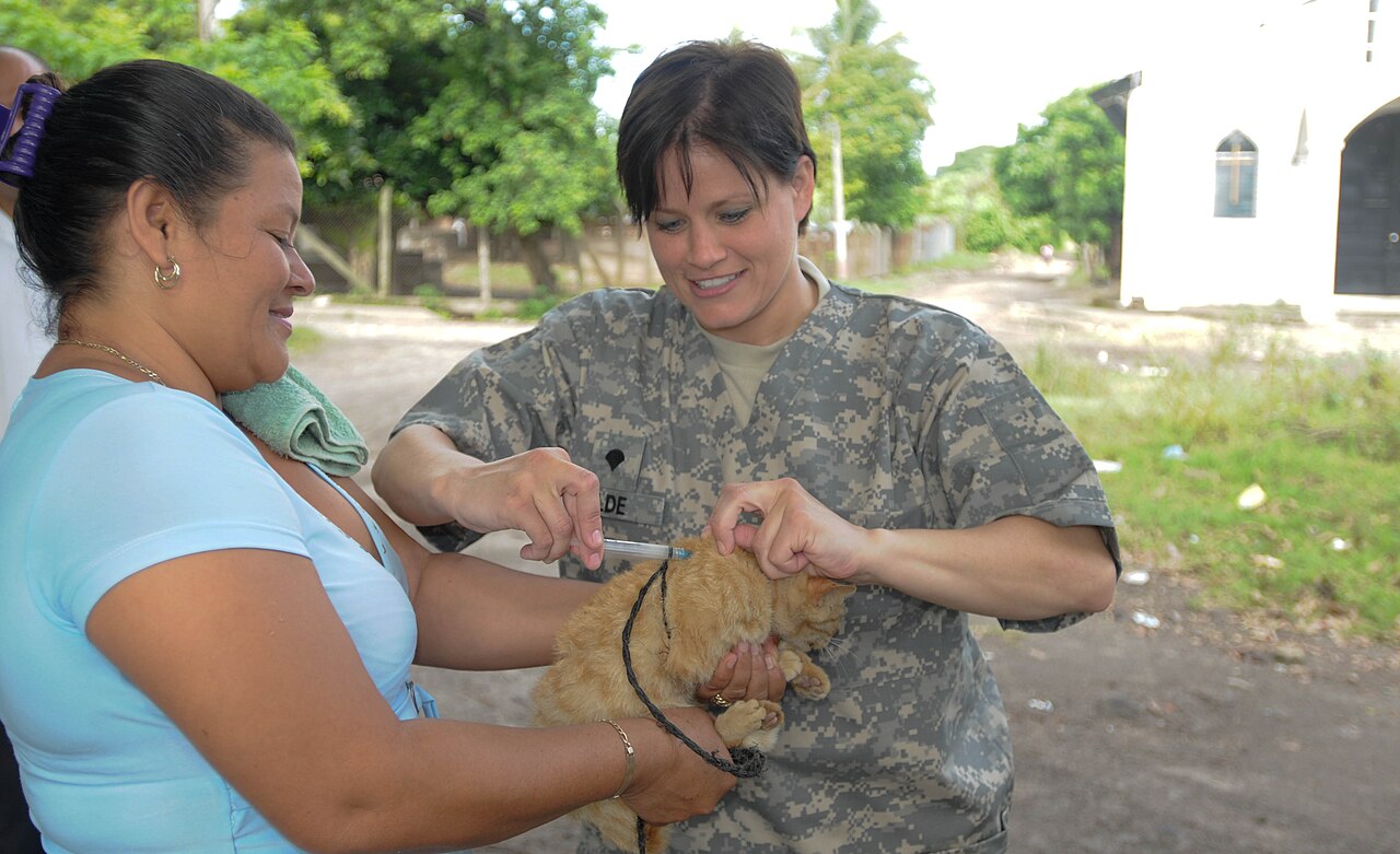 Gatinho recebendo vacina de um médico-veterinário