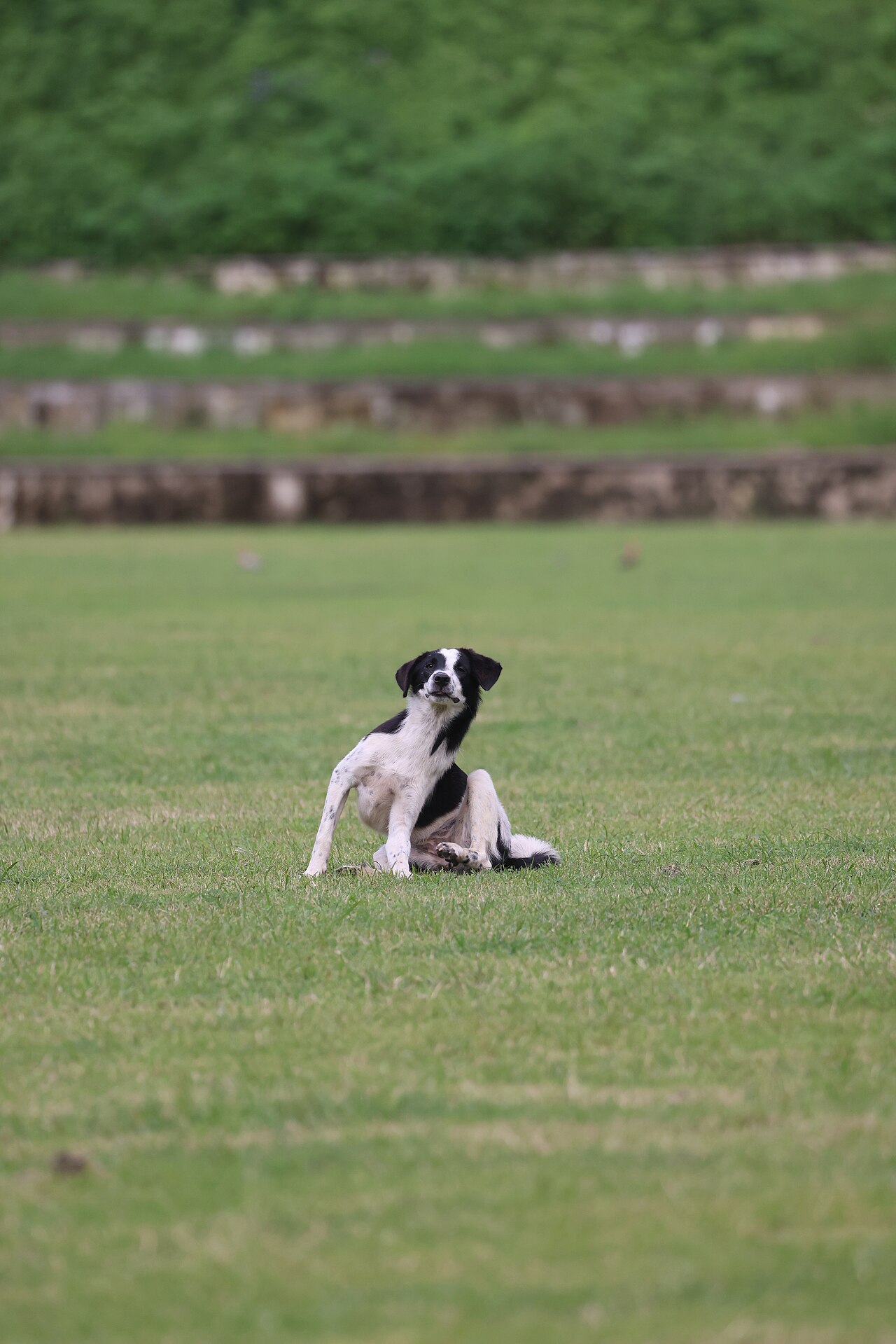 Cão se coçando intensamente devido a alergia à picada de pulga