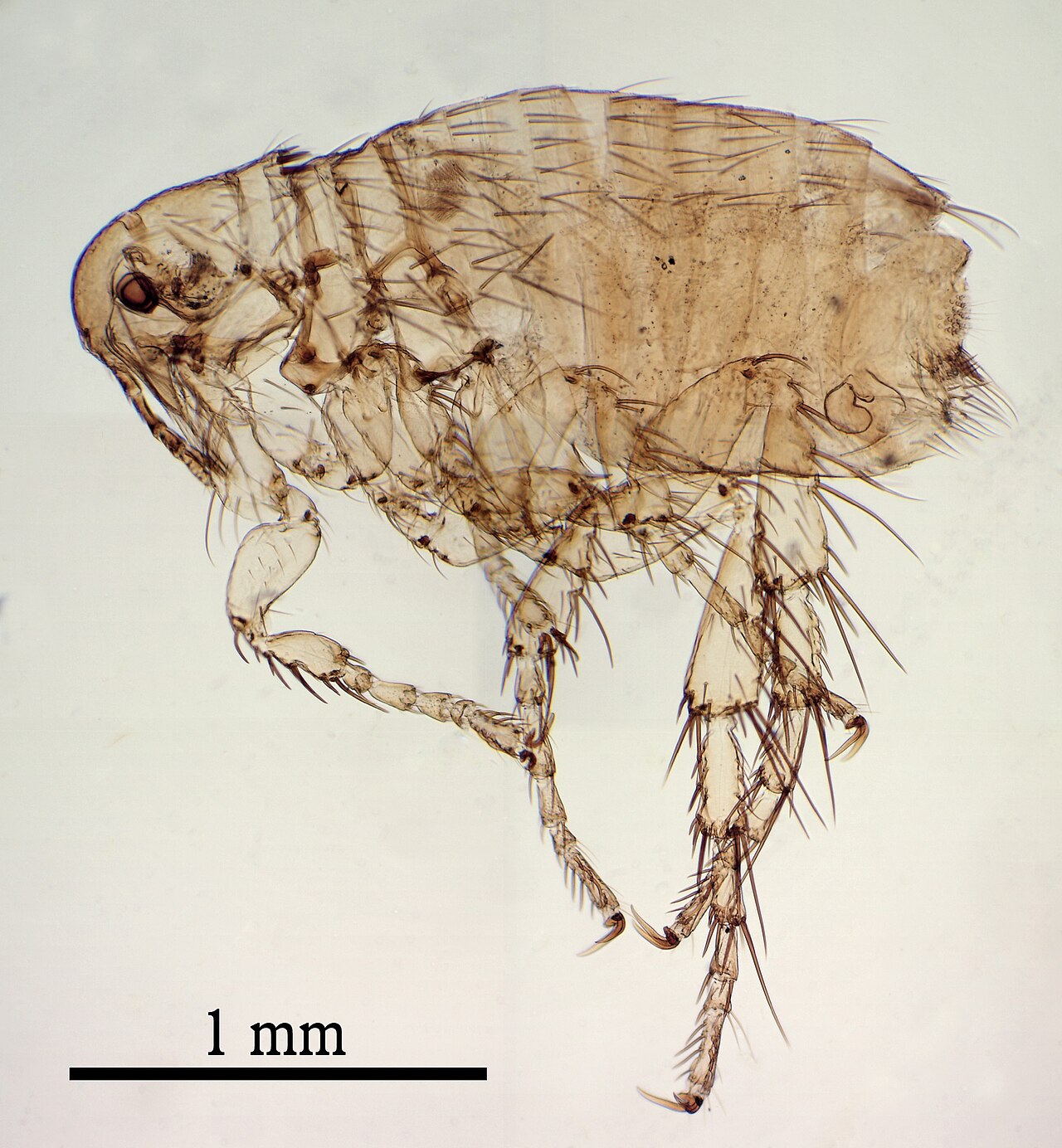 Pulga adulta (Ctenocephalides), parasita responsável pela DAPP em cães