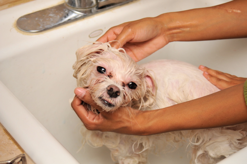 Cachorro tomando banho em banheira com água e shampoo