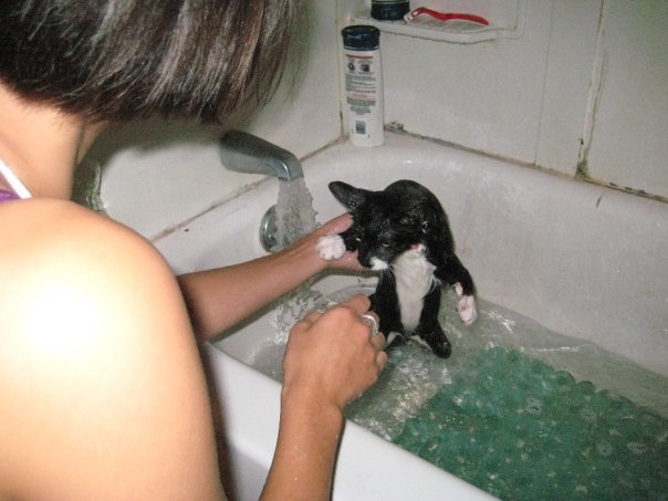 Gato sendo banhado em pia com água e shampoo para remover pulgas