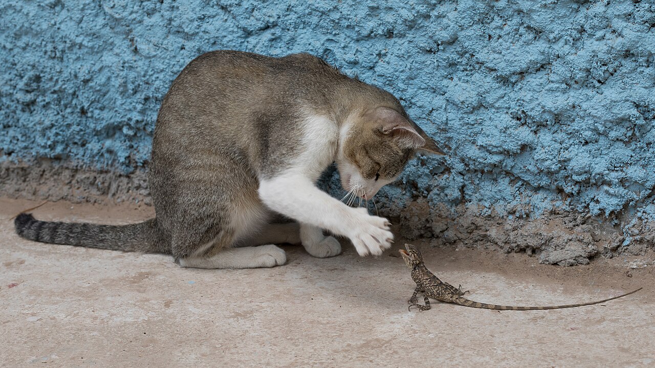 Gato brincando com lagartixa, uma das formas de contaminacao por Taenia spp