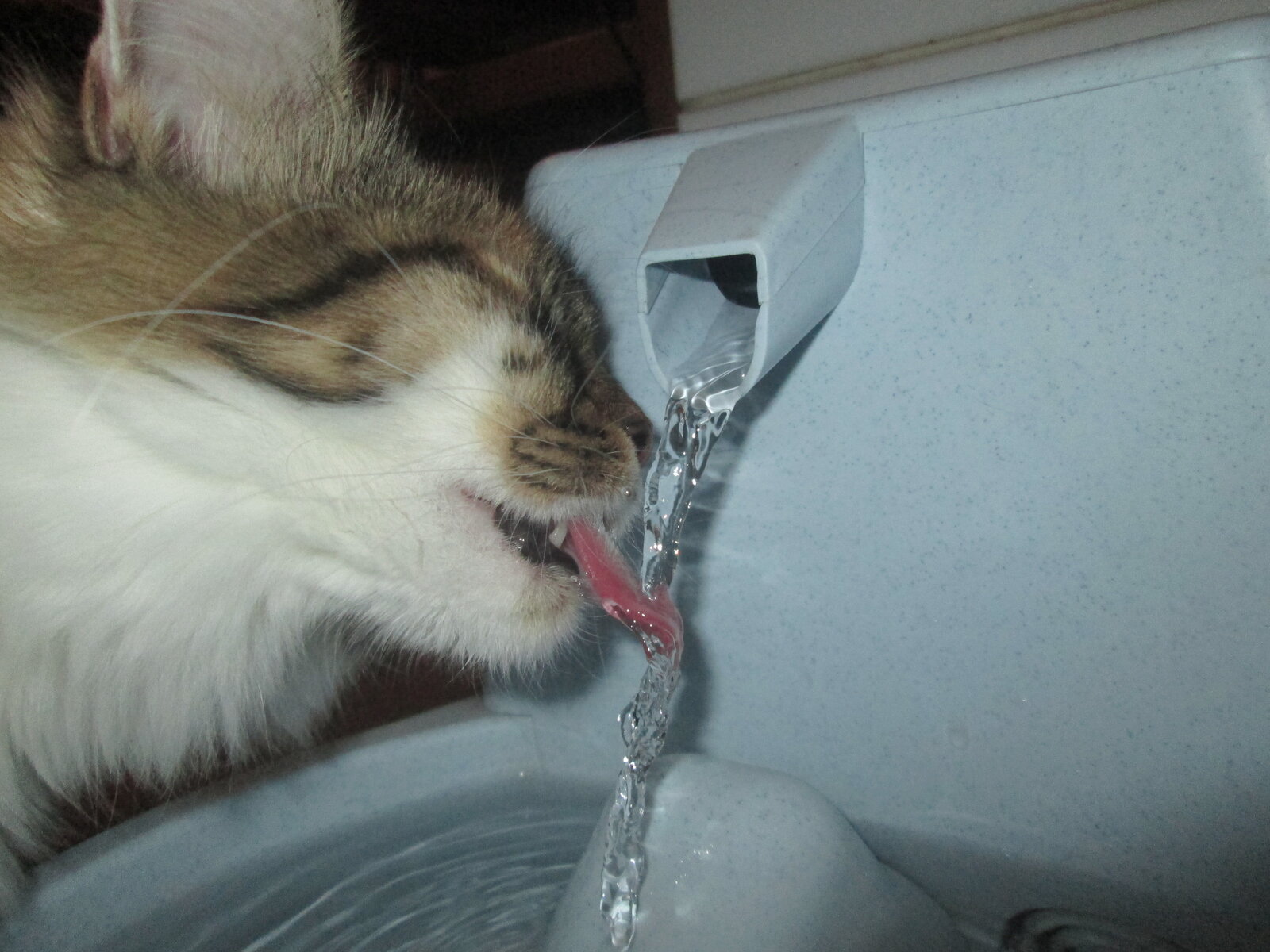 Gato bebendo água