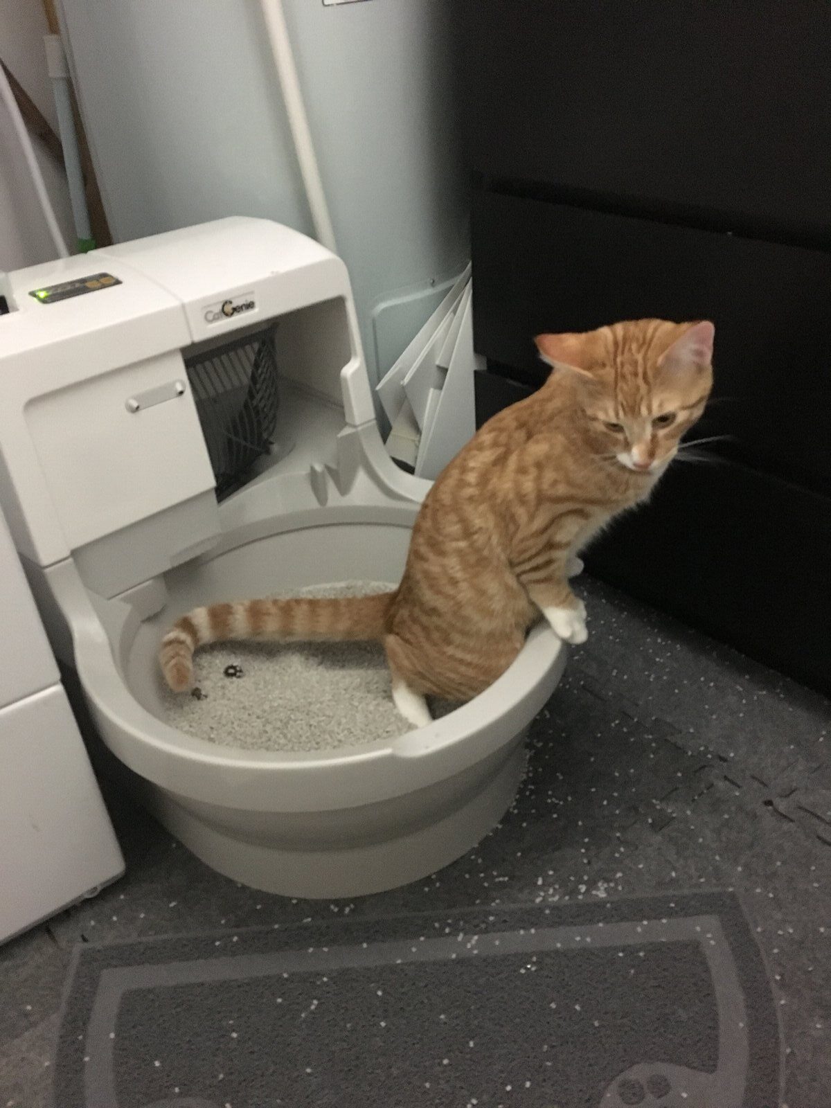 Gato usando caixa de areia